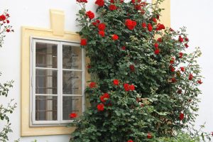 backyard-garden-climbing-rose