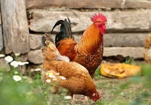 free-range-chicken-farming