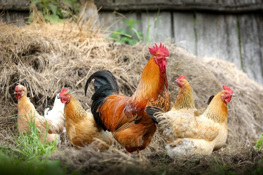 What You Need To Know About Raising Chickens