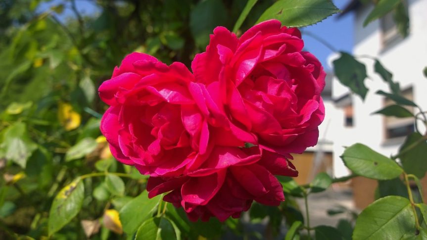 Beautiful Backyard Garden Roses